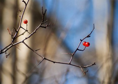 Alıç şube çilek ile. Sonbahar