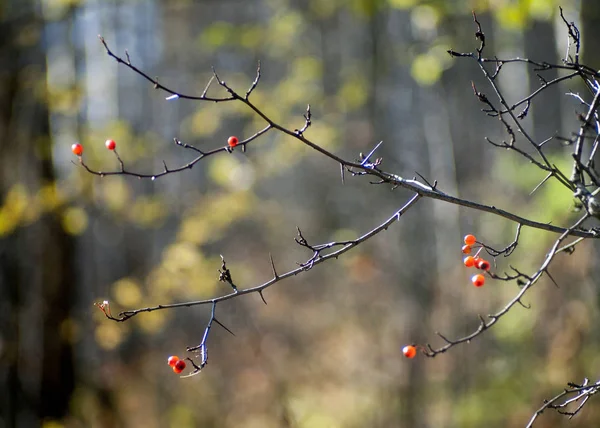 Cabang Hawthorn dengan buah beri pada hari Sunny musim gugur — Stok Foto