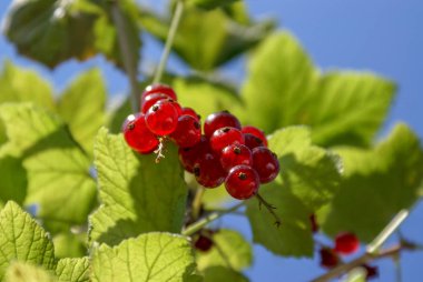 Bir şube yakın çekim kırmızı frenk üzümü çilek. Ribes rubrum