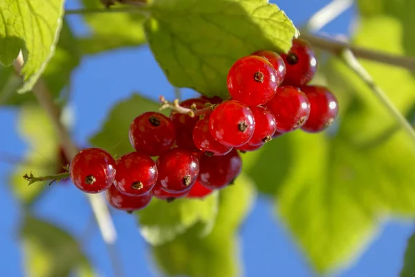 Bando de groselhas vermelhas em um ramo com folhas close-up / Ribes ru — Fotografia de Stock