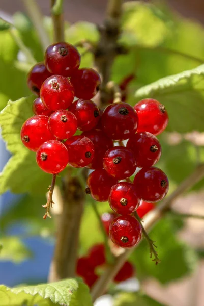 Piros ribizli bogyós gyümölcsök egy ágon közelről. Ribes-rubrium. — Stock Fotó