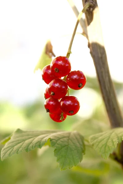 Csomó piros ribizli bogyók a fióktelep levelek Close-Up AG — Stock Fotó