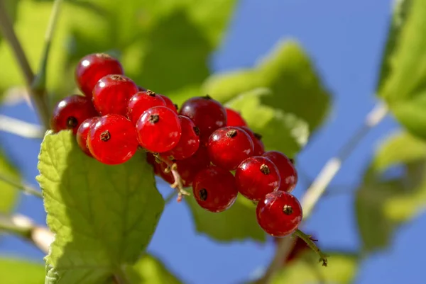 Bunch of red currant berries on a branch with leaves close-up ag Royalty Free Stock Images