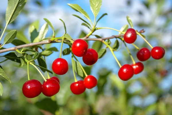 Güneşli havalarda olgun çilek ile keçe kiraz bir şube. Ferat