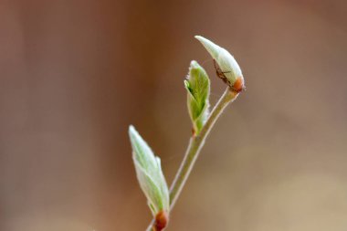 Örümcek bir yaprak çiçeklenme oturur