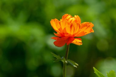Yeşil bir arka plan üzerinde parlak turuncu top çiçek
