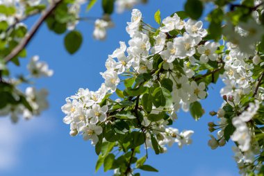 Elma ağacı mayıs ayında beyaz çiçeklerle çiçek açtı.