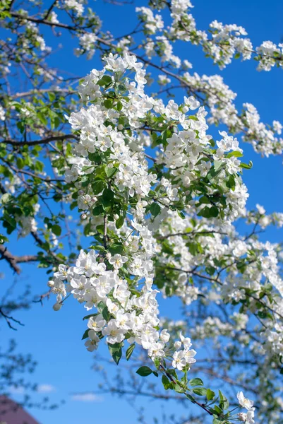 白い花で咲いたりんごの木. — ストック写真
