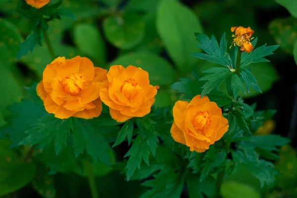 Jasny pomarańczowy kwiat piłki (Trollius asiaticus) — Zdjęcie stockowe