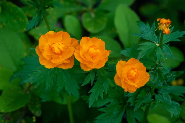 Flor de bola laranja brilhante (Trollius asiaticus). Sibéria — Fotografia de Stock