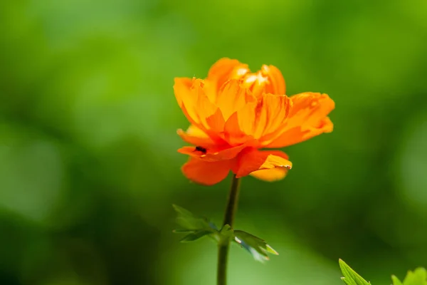Flor de bola laranja brilhante — Fotografia de Stock