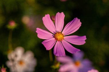 Cosmee çiçeği, pembe yaprakları yla, gün batımında. Close