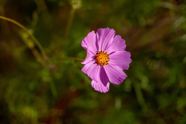 Λουλούδι κοσμητό, με ροζ πέταλα, σε πράσινο φόντο στο ηλιοβασίλεμα — Φωτογραφία Αρχείου