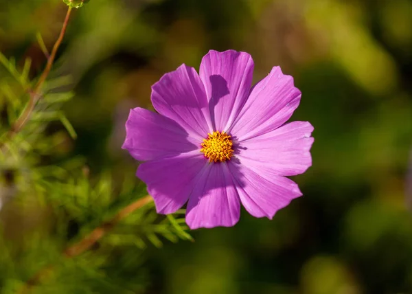 Cosmos flowers with petals of pink, on a green background. Stock Picture