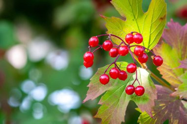 Olgun viburnum meyveleri bir dalda (Viburnum opulus) Yakın plan