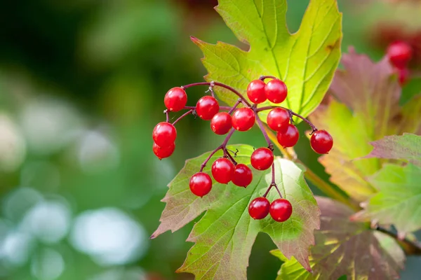 Érett Viburnum bogyók egy ágon (Viburnum opulus) — Stock Fotó