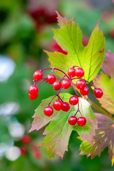 Érett bogyók Viburnum-ból egy ágon (Viburnum opulus) — Stock Fotó