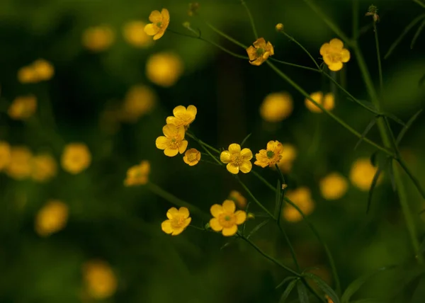 Yellow forest buttercup  (Ranunculus acris) — 스톡 사진