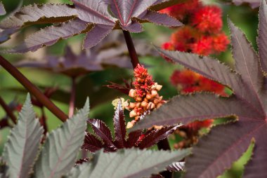 Hint fasulyesi. yakın . Ricinus 