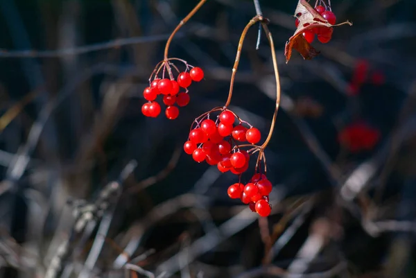 Érett bogyók Viburnum-ból egy ágon — Stock Fotó