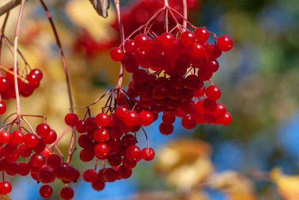 Ripe berries of viburnum on a branch — Stock Photo, Image