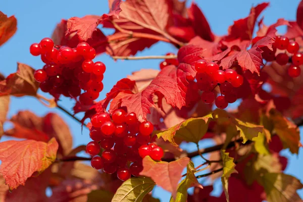 Érett bogyók Viburnum-ból egy ágon — Stock Fotó