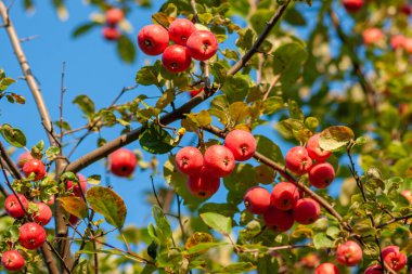 Ranetki dalda olgunlaştı. Malus baccata. Sibirya
