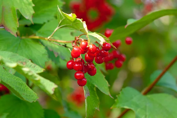 Érett bogyók Viburnum-ból egy ágon — Stock Fotó