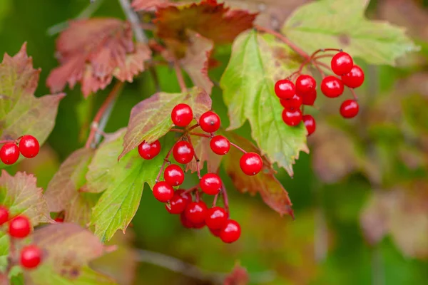 Érett bogyók Viburnum-ból egy ágon — Stock Fotó