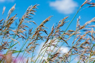 Çayır fescue (Festuca partensis) parlak güneşli bir günde