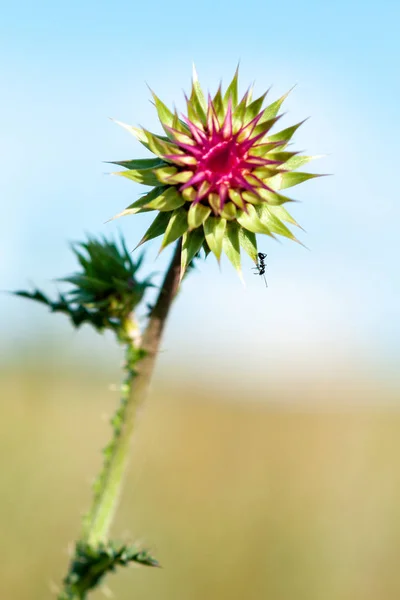 Όμορφο λουλούδι γαϊδουράγκαθο με μυρμήγκι το καλοκαίρι ηλιόλουστη μέρα — Φωτογραφία Αρχείου