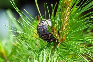 Kabarık uzun iğneler ve genç bir çam kozalağı ile Sedir dalı