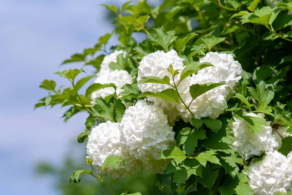 Kalina Buldenezh yakın çekim kabarık beyaz çiçeklenmeler tekrar — Stok fotoğraf
