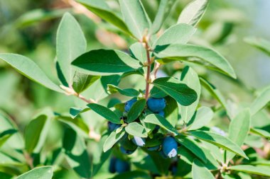 Hanımeli olgun mavi çilek ile bir dalı