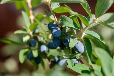 Hanımeli olgun mavi çilek ile bir dalı