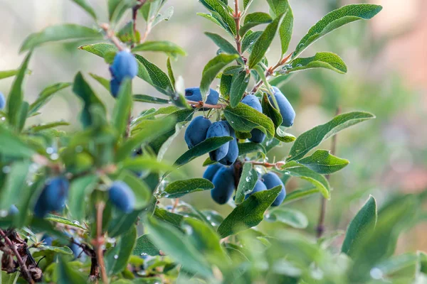 Um ramo de madressilva com bagas azuis maduras — Fotografia de Stock