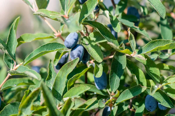 Arbusto de madressilva com bagas azuis maduras — Fotografia de Stock