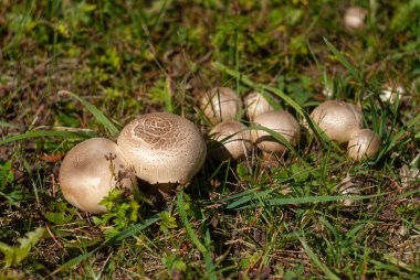 Çayırda genç champignons. Güneşli bir günde yakın çekim.
