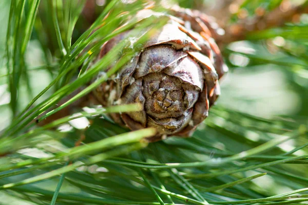 Rama de cedro con agujas largas esponjosas y un cono de pino joven — Foto de Stock
