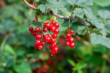 Kırmızı frenk üzümü çilek Buketi (Ribes rubrum) l ile bir dal üzerinde