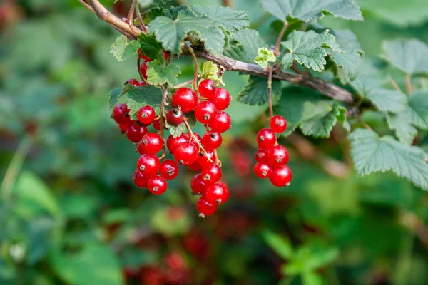 Csokor piros ribizli bogyók (Ribes rubrum) egy ág l — Stock Fotó