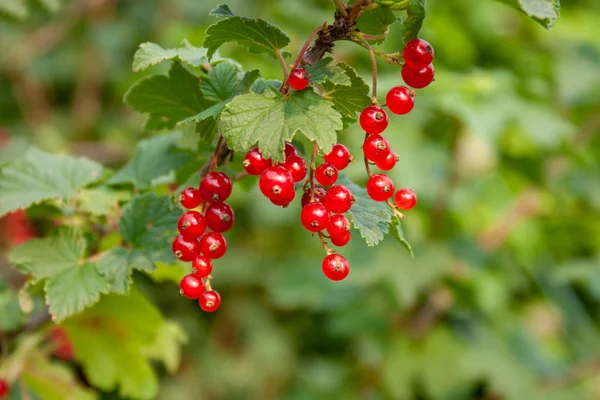 Csokor piros ribizli bogyók (Ribes rubrum) egy ág l — Stock Fotó