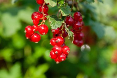 Kırmızı frenk üzümü çilek Buketi (Ribes rubrum) l ile bir dal üzerinde