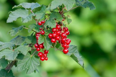 Kırmızı frenk üzümü çilek Buketi (Ribes rubrum) l ile bir dal üzerinde
