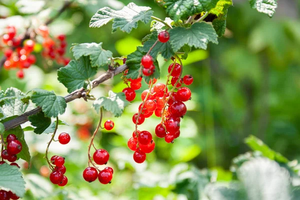 Bouquet of red currant berries (Ribes rubrum) on a branch with l — Stock Photo, Image