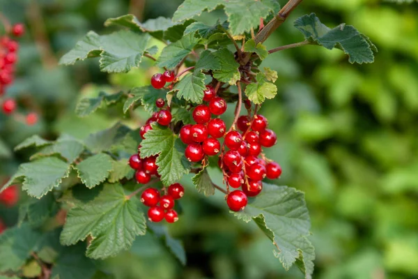 Csokor piros ribizli bogyók (Ribes rubrum) egy ág l — Stock Fotó