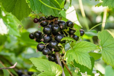 Yaprakları yakın bir dal üzerinde frenk üzümü çilek bir buket-