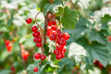 Kırmızı frenk üzümü çilek Buketi (Ribes rubrum) l ile bir dal üzerinde