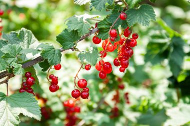 Kırmızı frenk üzümü çilek Buketi (Ribes rubrum) l ile bir dal üzerinde