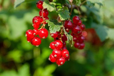 Kırmızı frenk üzümü çilek Buketi (Ribes rubrum) l ile bir dal üzerinde
